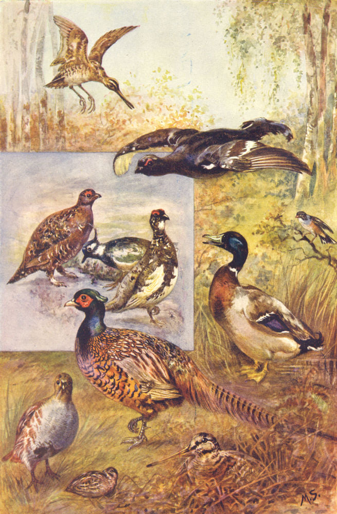 GAME BIRDS. Snipe Ortolan Grouse Plover Pheasant Partridge Quail Woodcock 1912